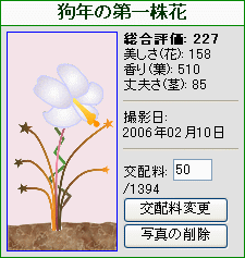 狗年の第一株花