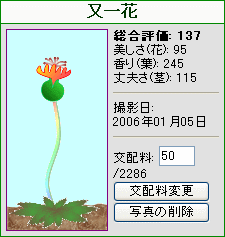 又一花