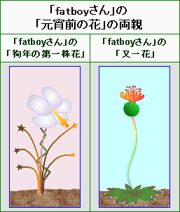 ”元宵前の花”的雙親”